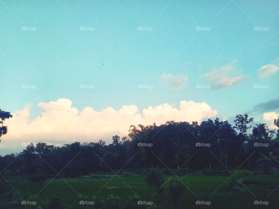 The view of the twilight on the edge of the rice fields