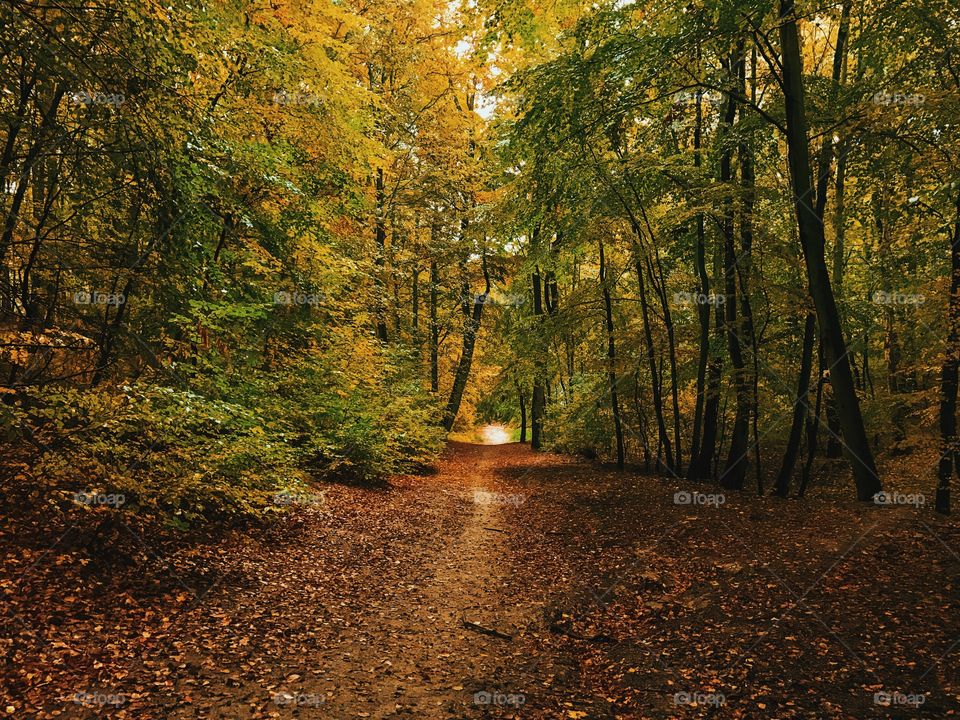 View of forest during autumn