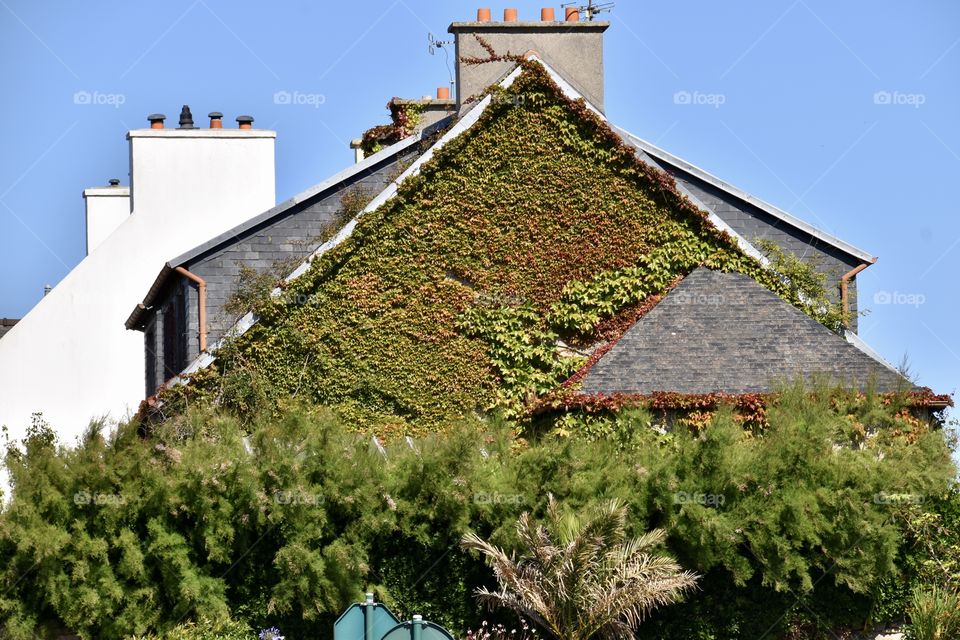 House with green leafs as a wall. Symbol for climate change and green city