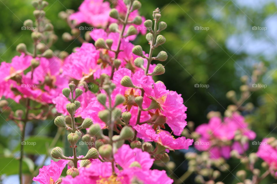 Flowers