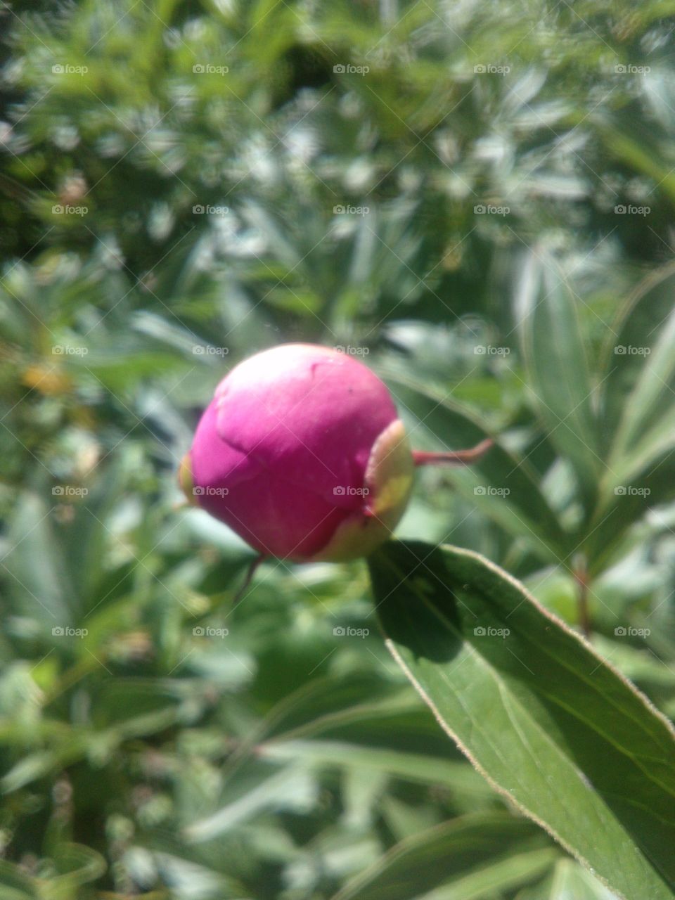 Peony