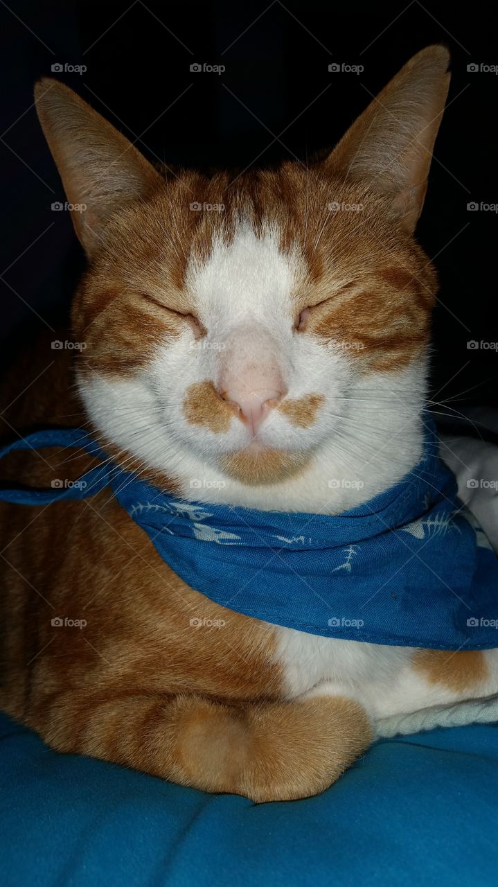 Orange cat bandana