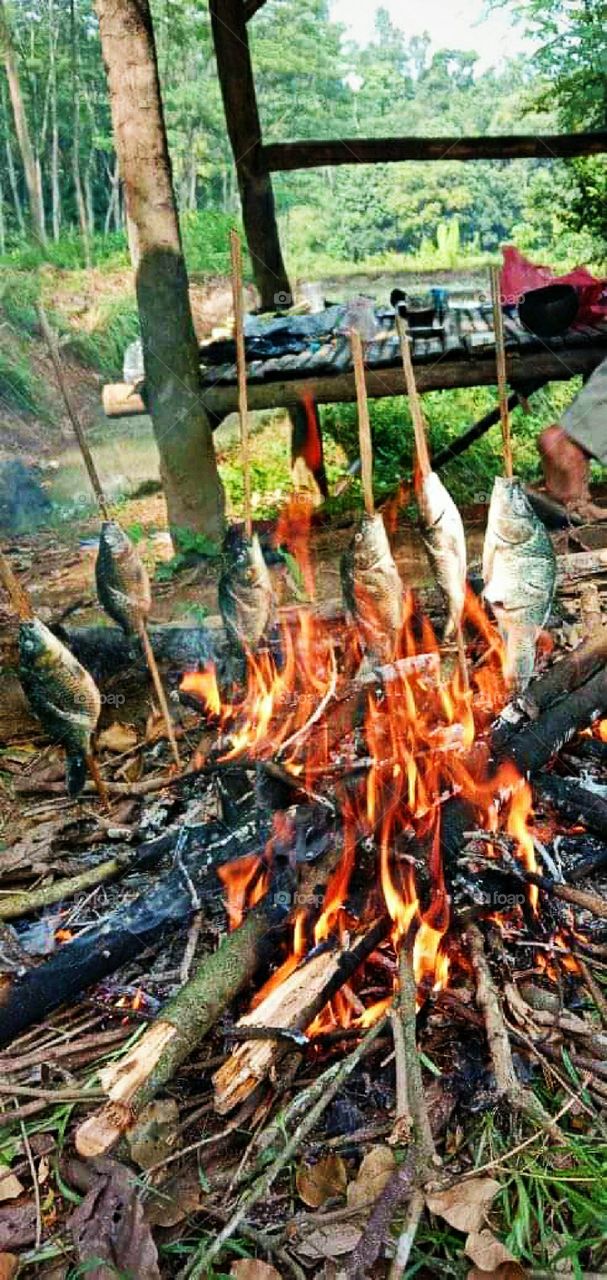 Grilled fish when farming. 20, October 2019