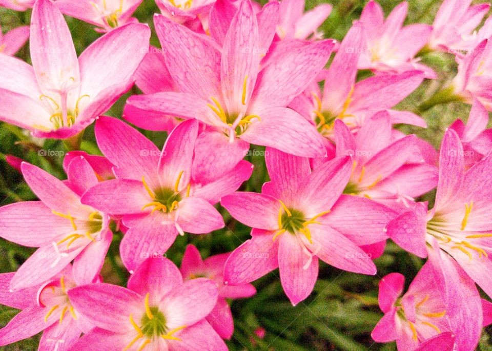 beautiful pink color flowers in garden
