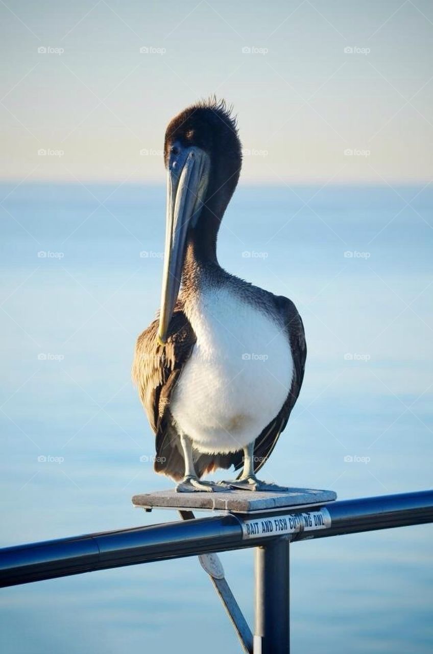 beach ocean birds bird by ChrissiRose