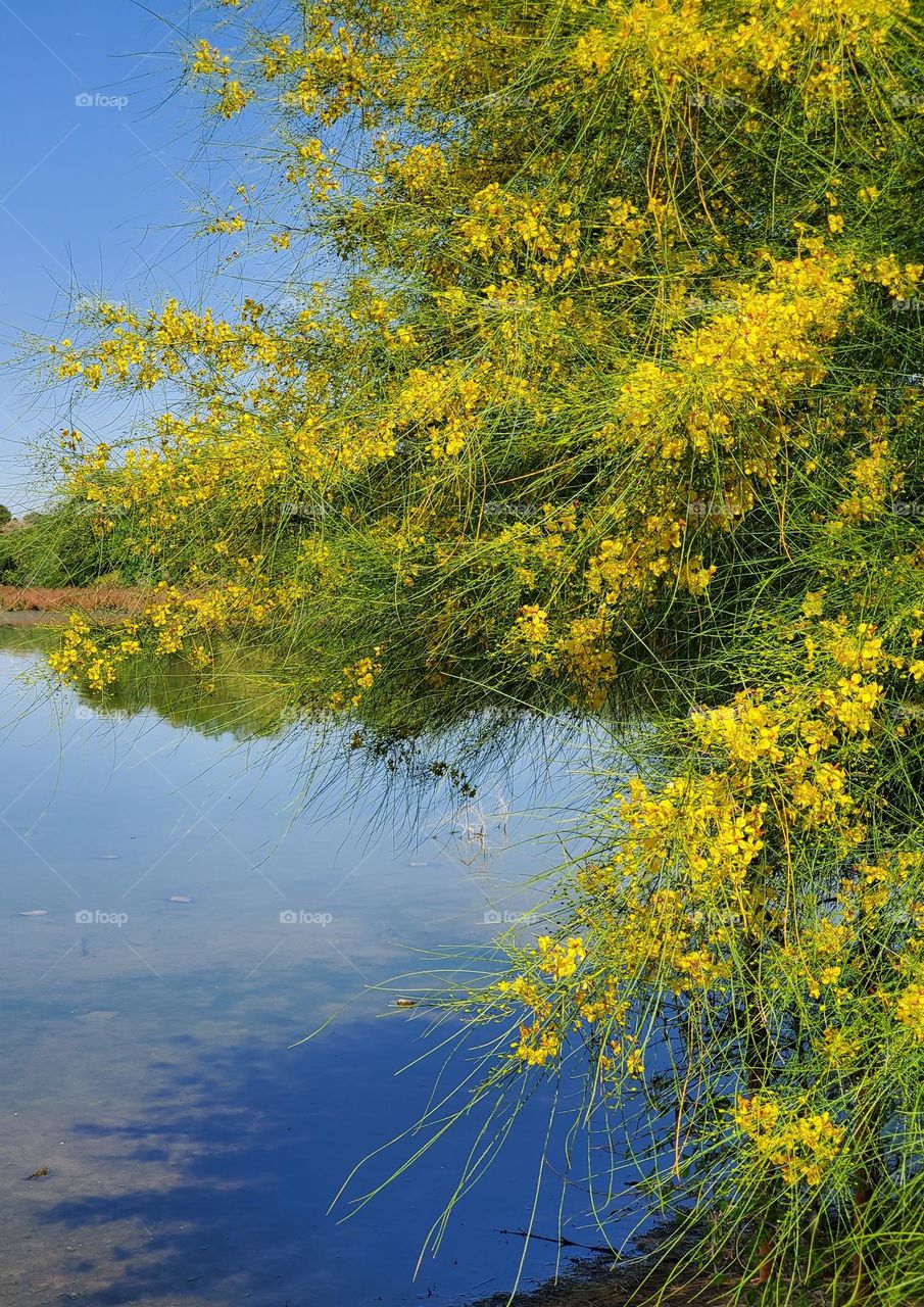 Blue and Yellow on Spring Day