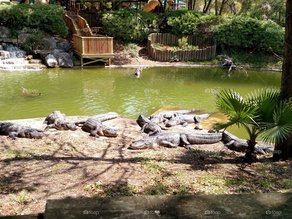 Alligator alley SeaWorld