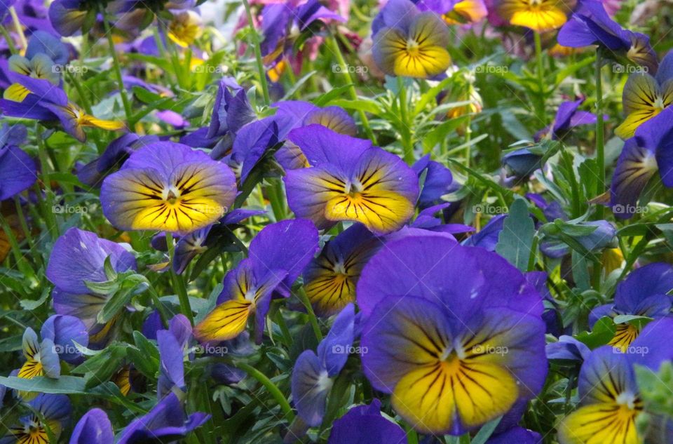 purple & yellow flowers