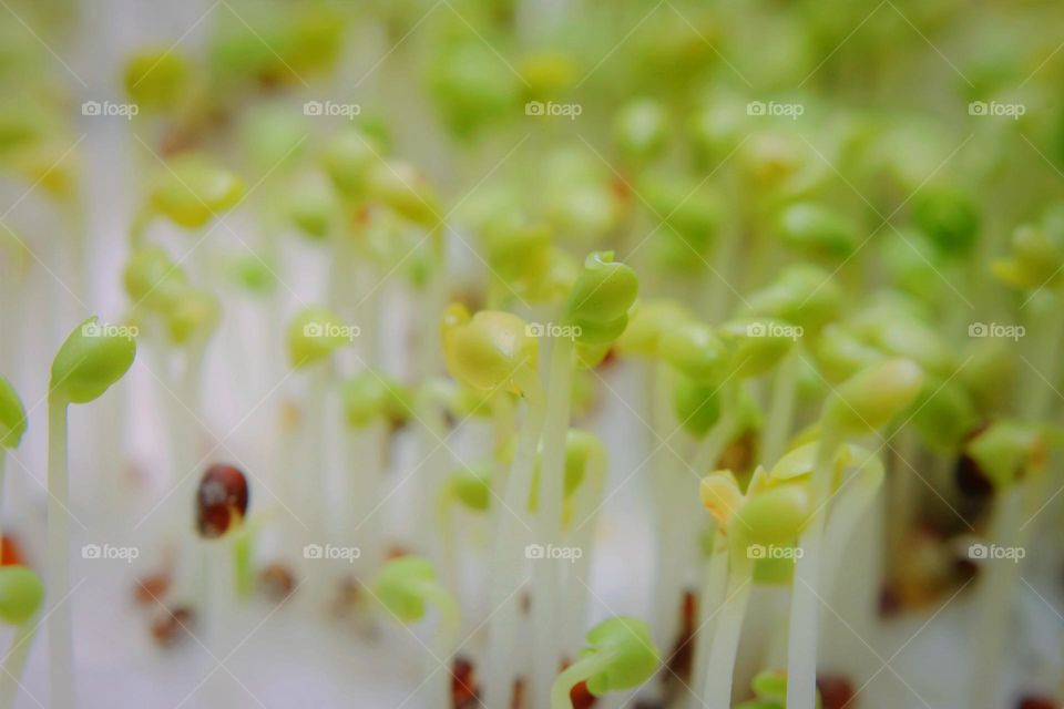 newly sprouted vegetable seeds