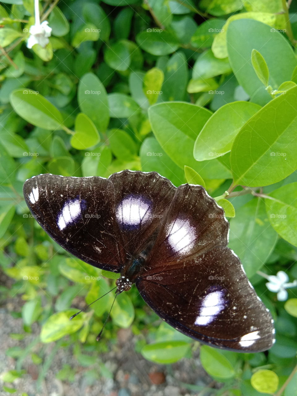 The art of the amazing God