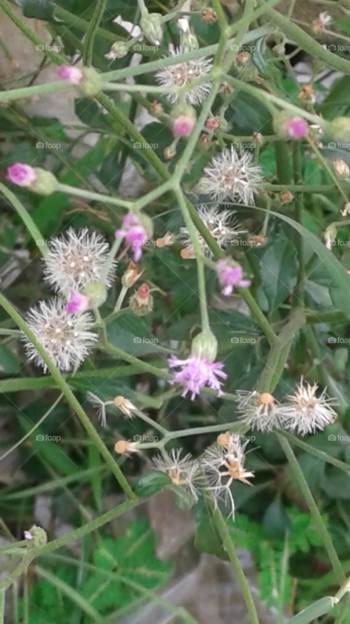 design of natural flowers