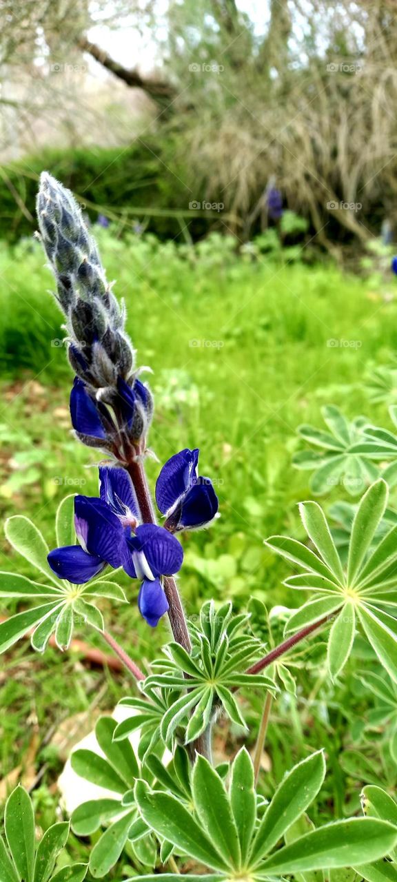 purple flowers in the winter