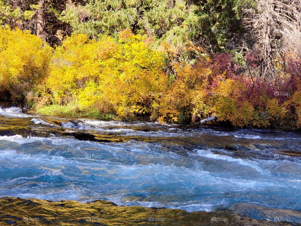 Stunning fall colors on the riverbanks of the turquoise waters of the Metolius River at Wizard Falls in Central Oregon on a sunny autumn morning. 