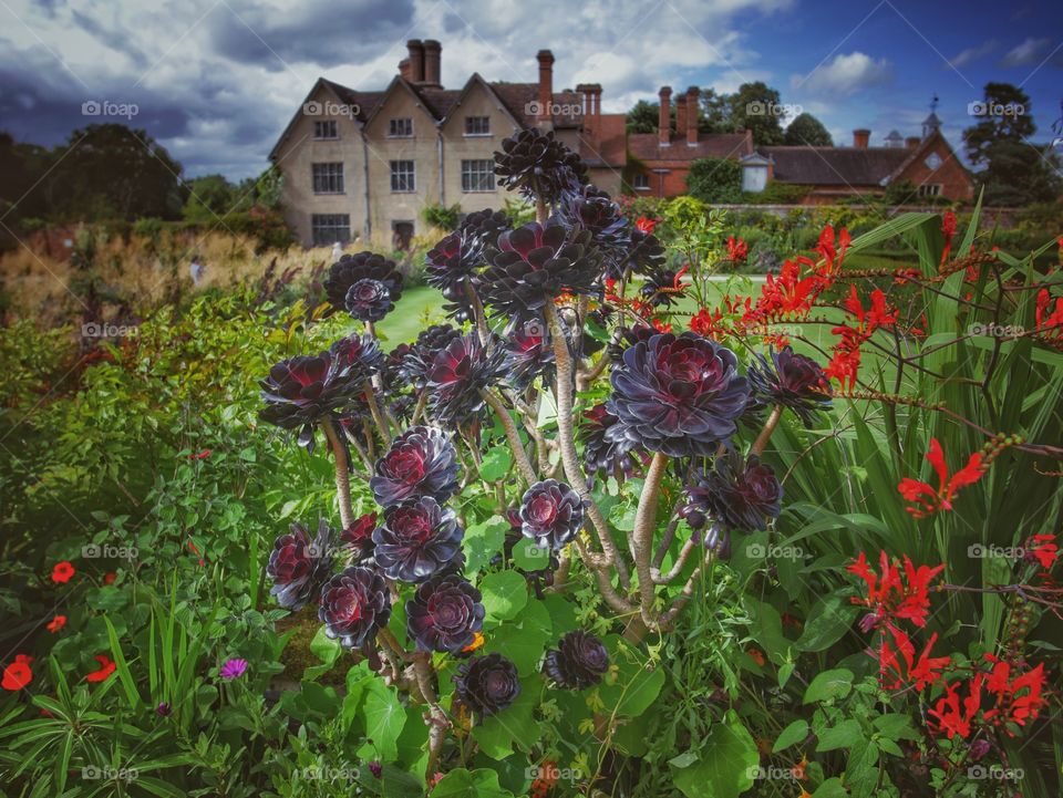 Mansion. Garden