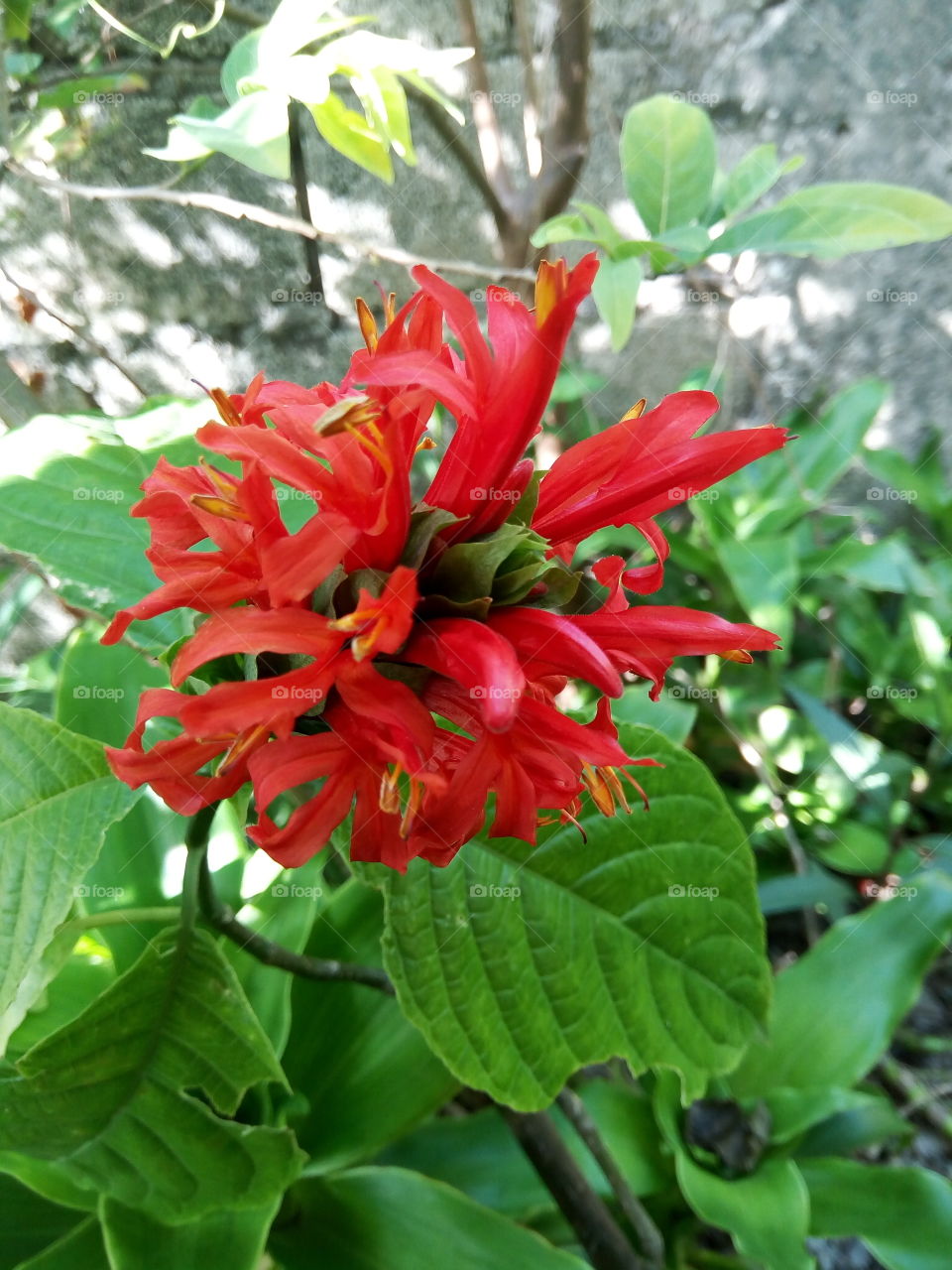 Nature, Leaf, Flora, Garden, Summer