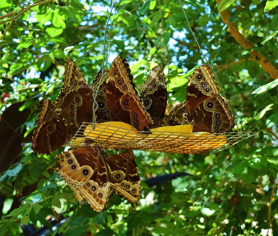 Butterflies eating Fruit