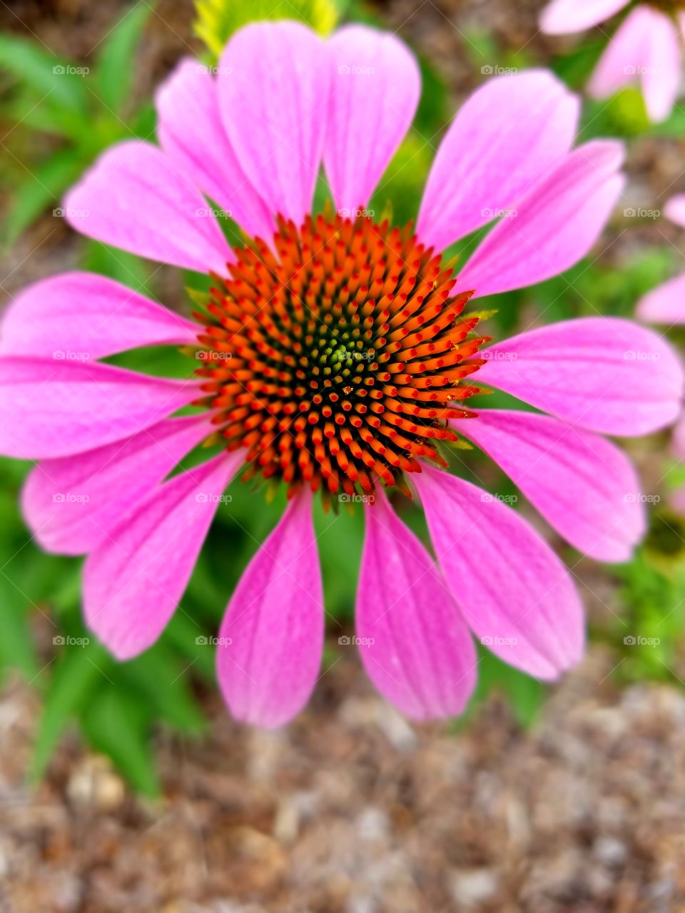 Pink Cone Flower Close Up