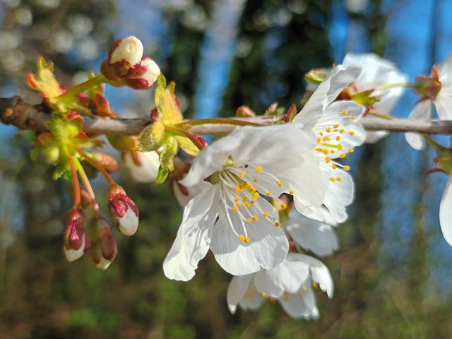 Wild cherry