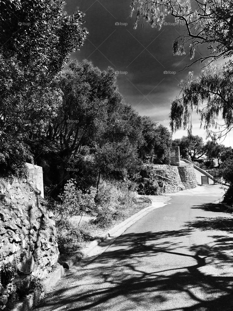 Black and white photography, trees, night , road