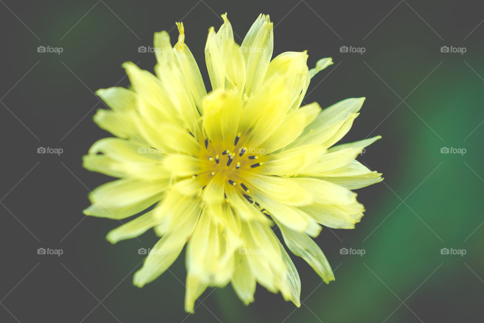 Soft Yellow Wildflower Up Close Macro 