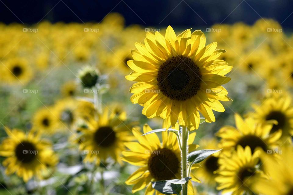 So Many Sunflowers