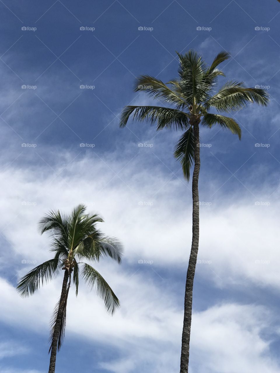 Palm trees against blue sky with clouds 