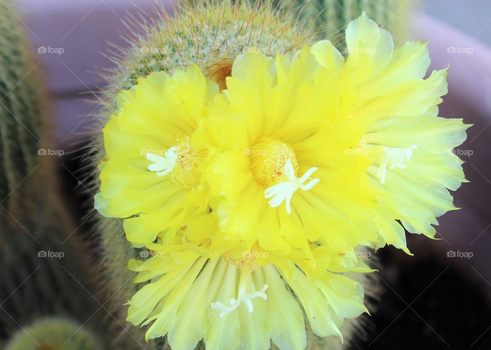 Cactus flower