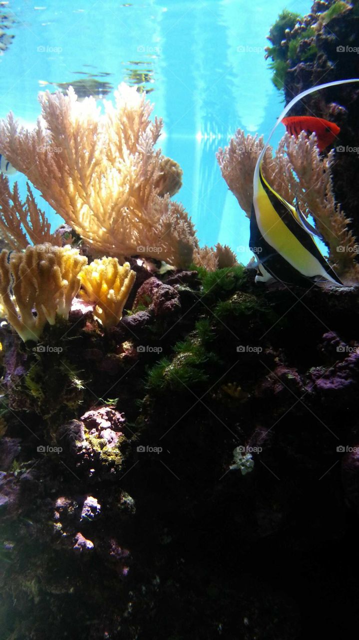 Underwater, Fish, Coral, Invertebrate, Aquarium