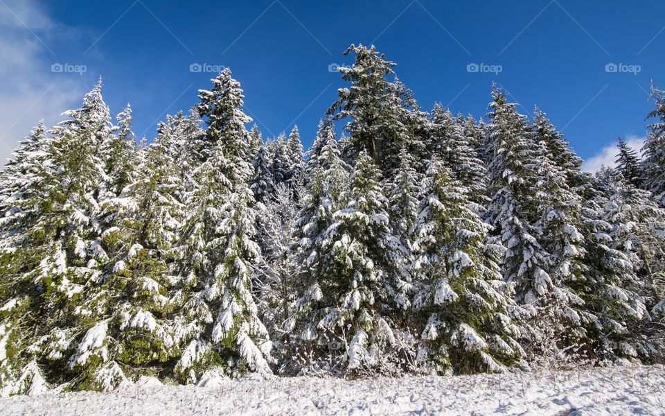 Snow covered trees in forest