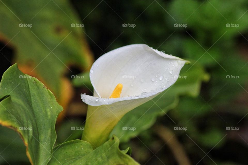 Calla Lily after the rain  