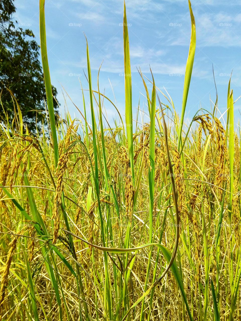 rice plant,sky