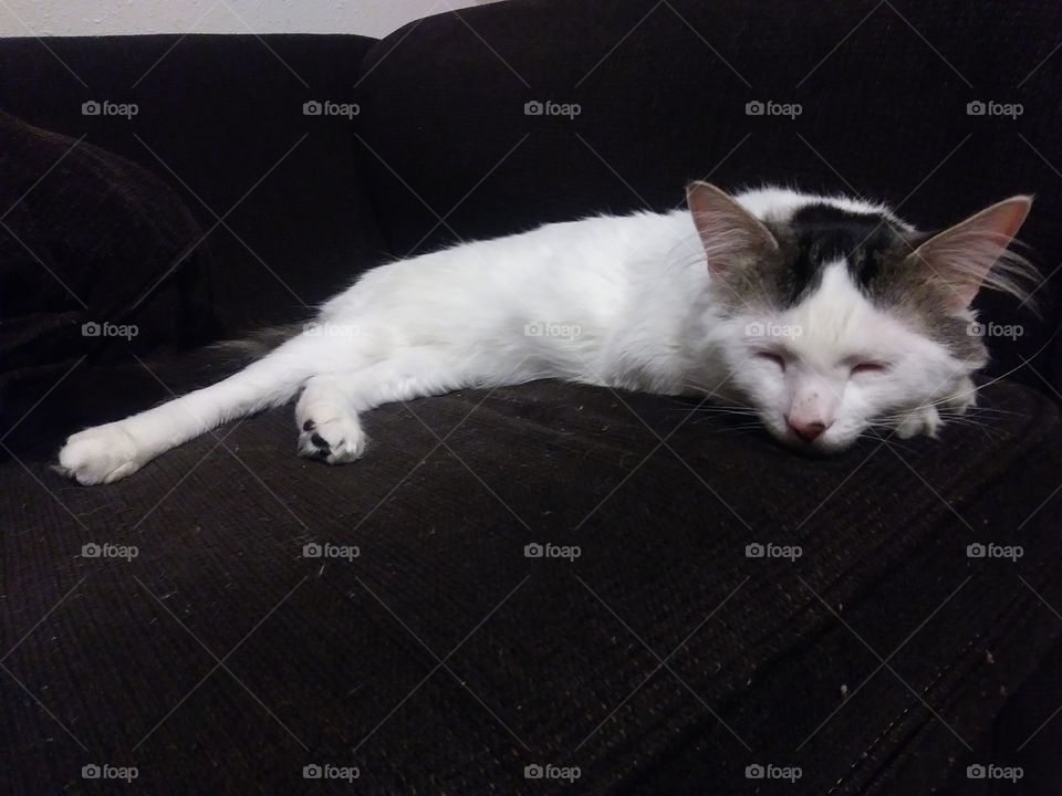 A white male cat named Cloud, sleeping