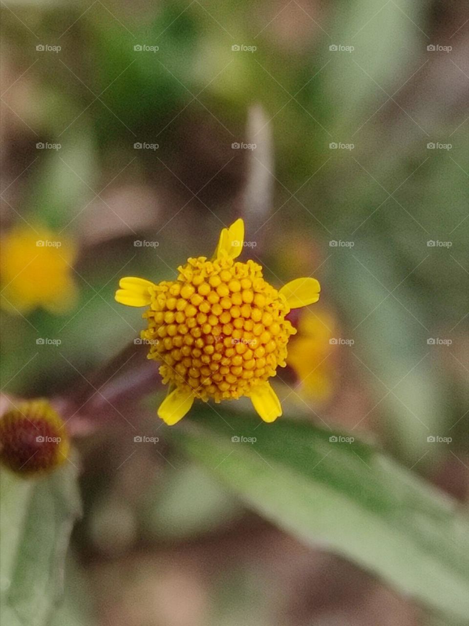 beautiful😍 yellow🟡 flower.
