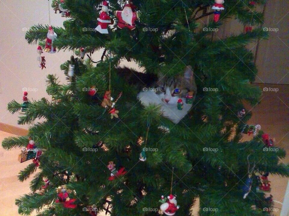 nature christmas cat love by babie