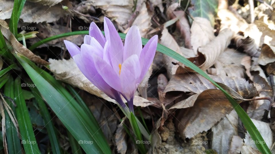 cvjetovi šafrana probili se kroz suho lišće