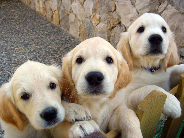 Close-up of a three dogs
