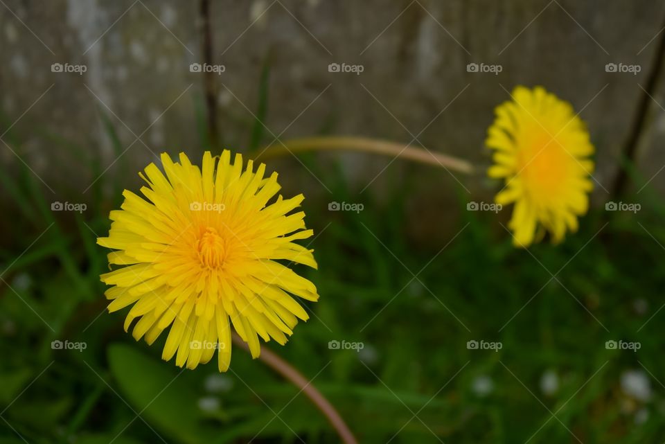 Wildflower