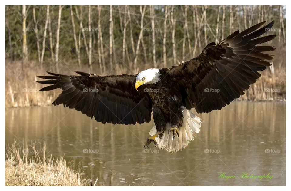 eagle