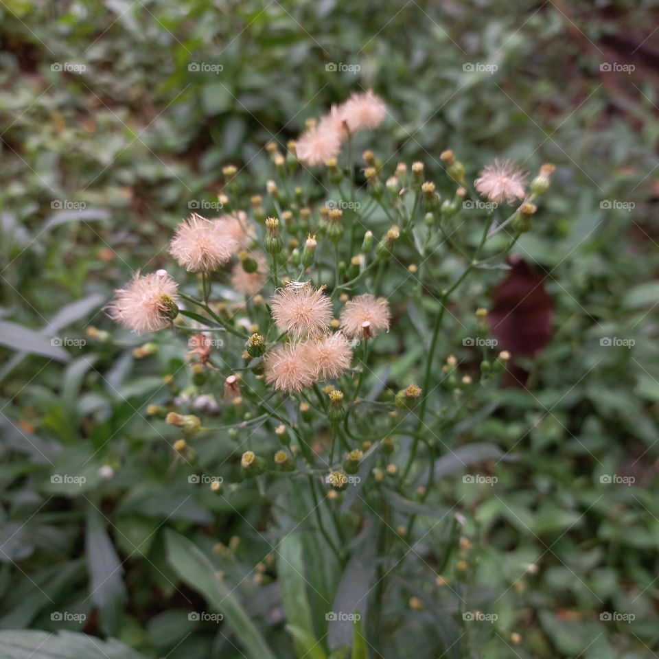 Jelantir is a species of flowering weed plant belonging to the genus Conyza belonging to the Asteraceae tribe