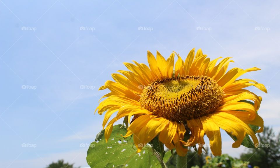 sun flower 🌻🌻