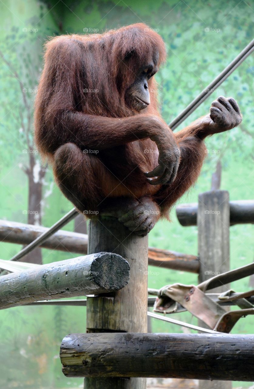 an orangutan playing the guitar