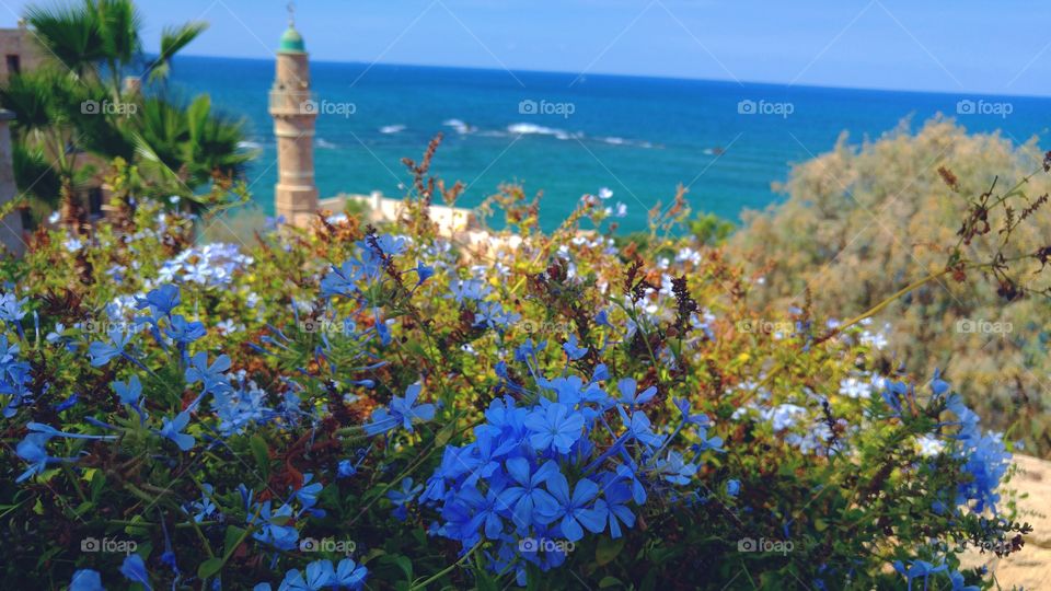 Close-up of blue flowers