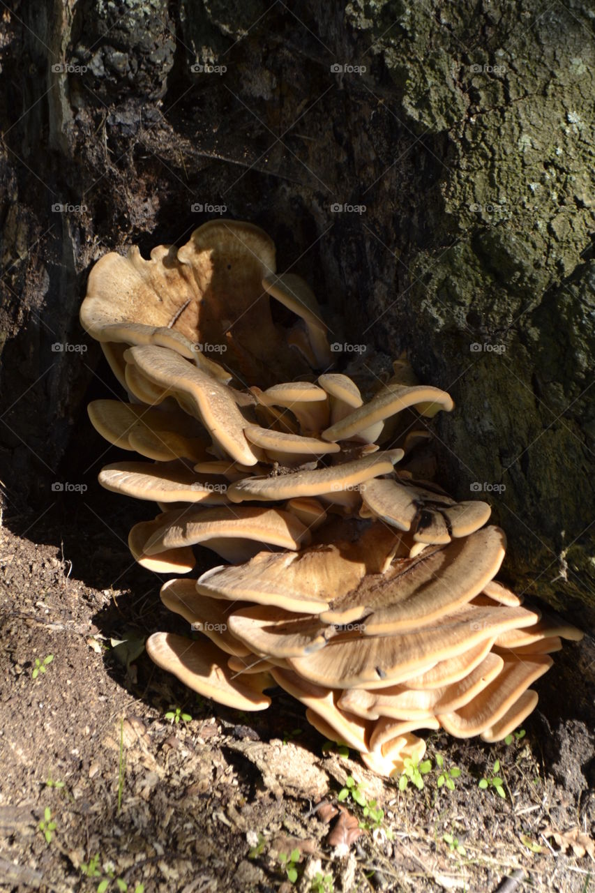 Mushrooms.. Found in the forrest