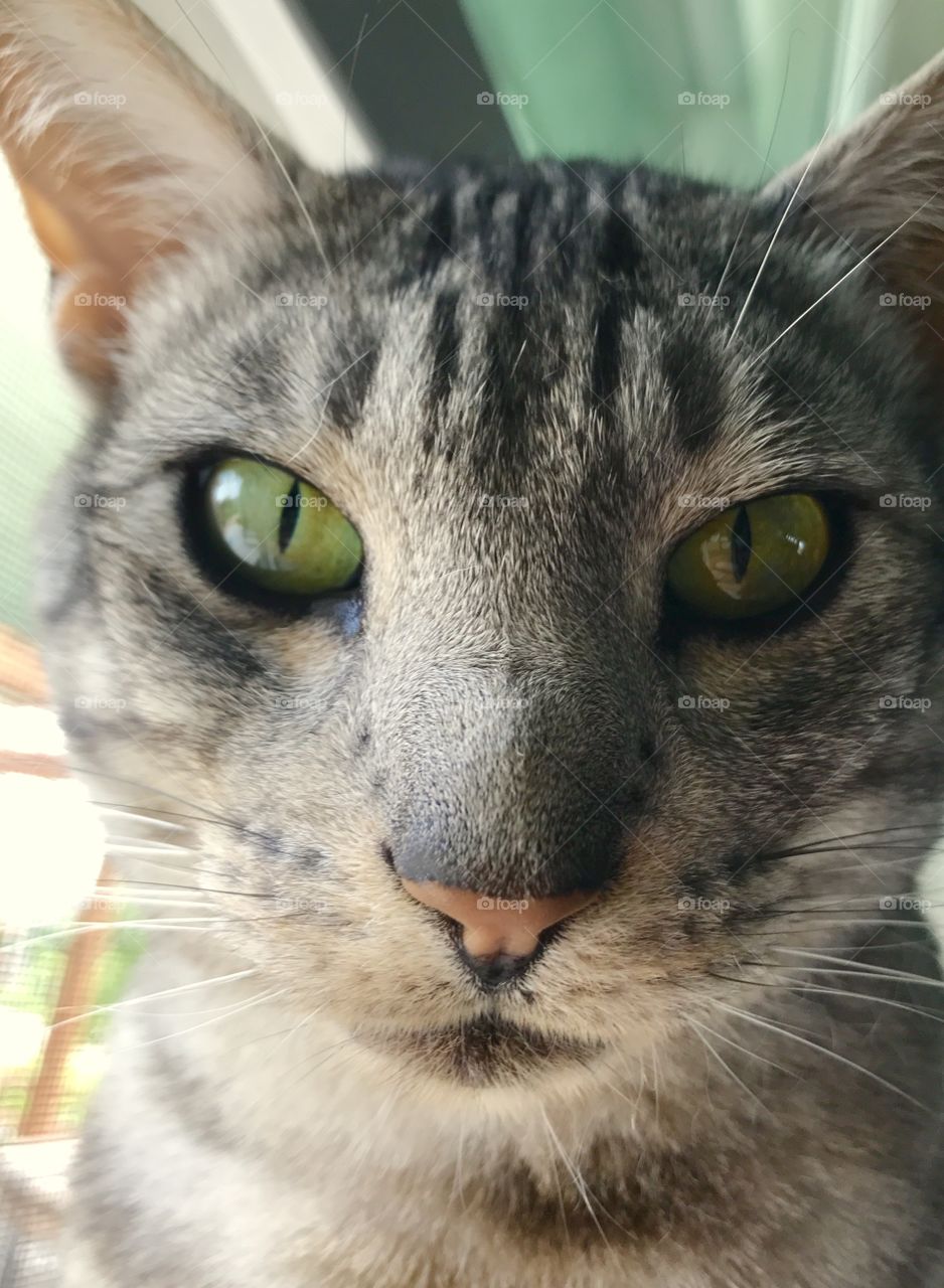 Green cat eyes