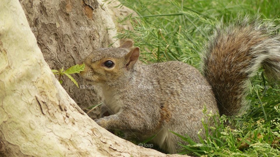 Squirrel on grass