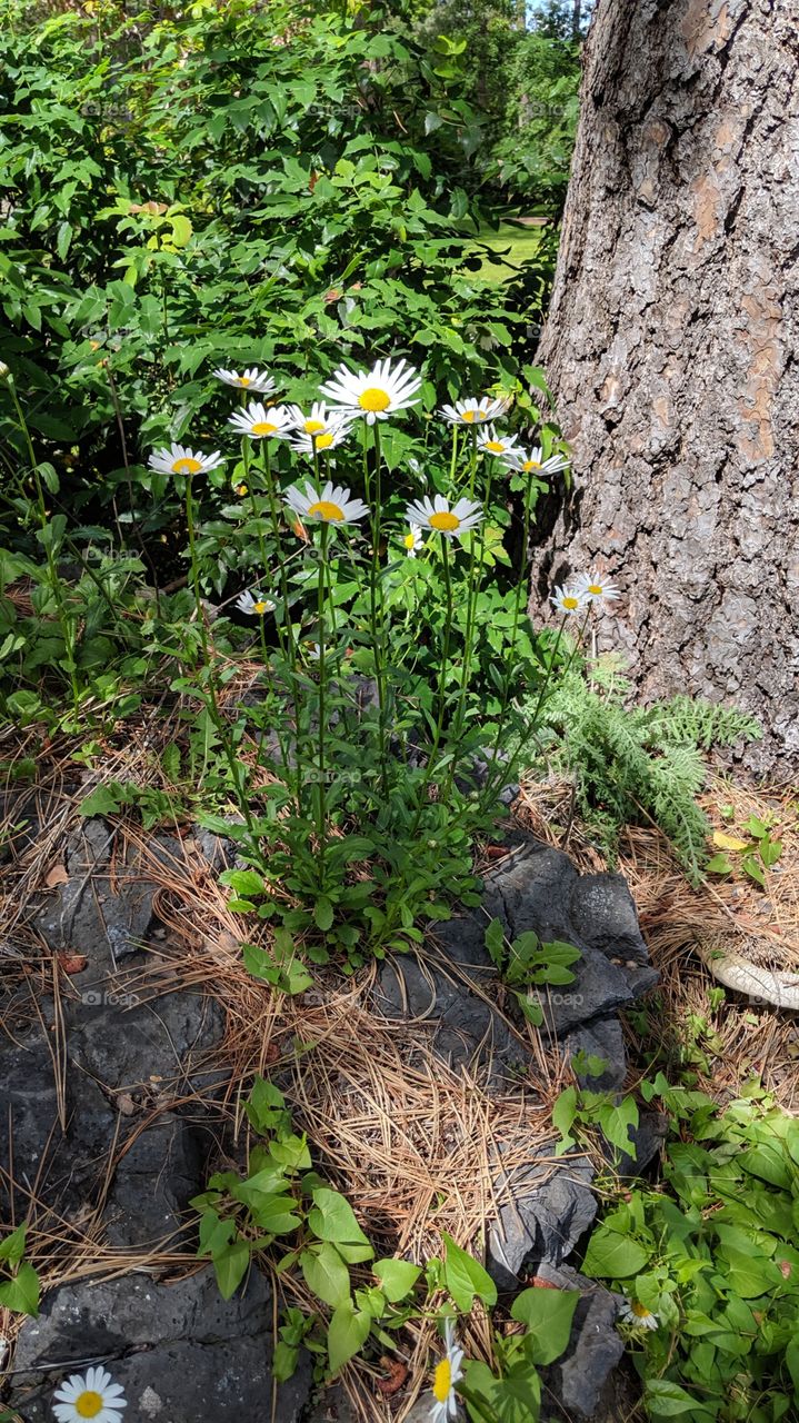 daisies by a tree