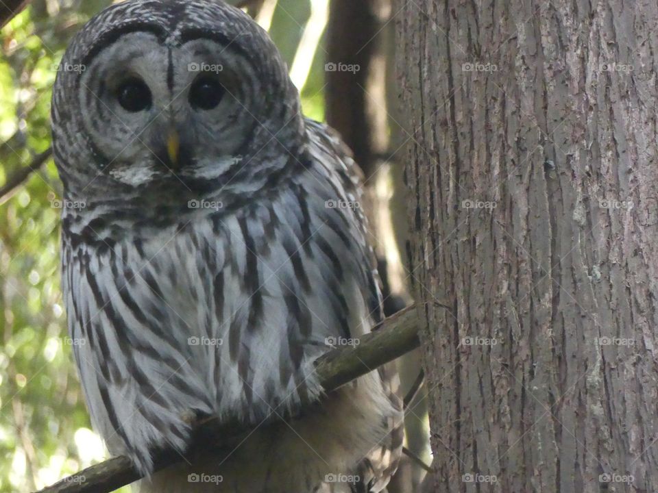 Cute owl is observing me