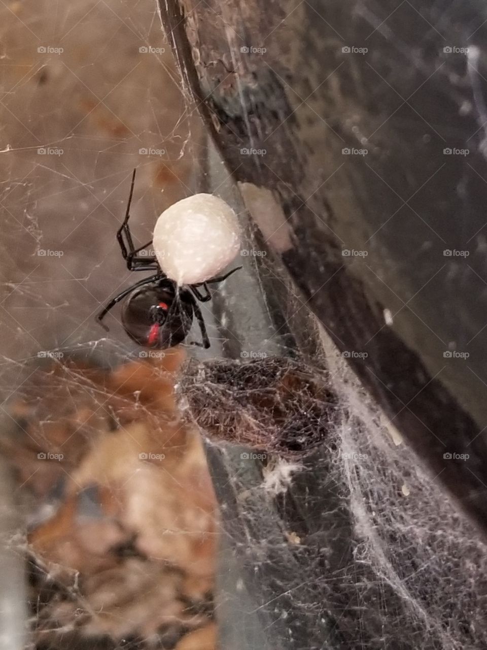 Black Widow with Egg