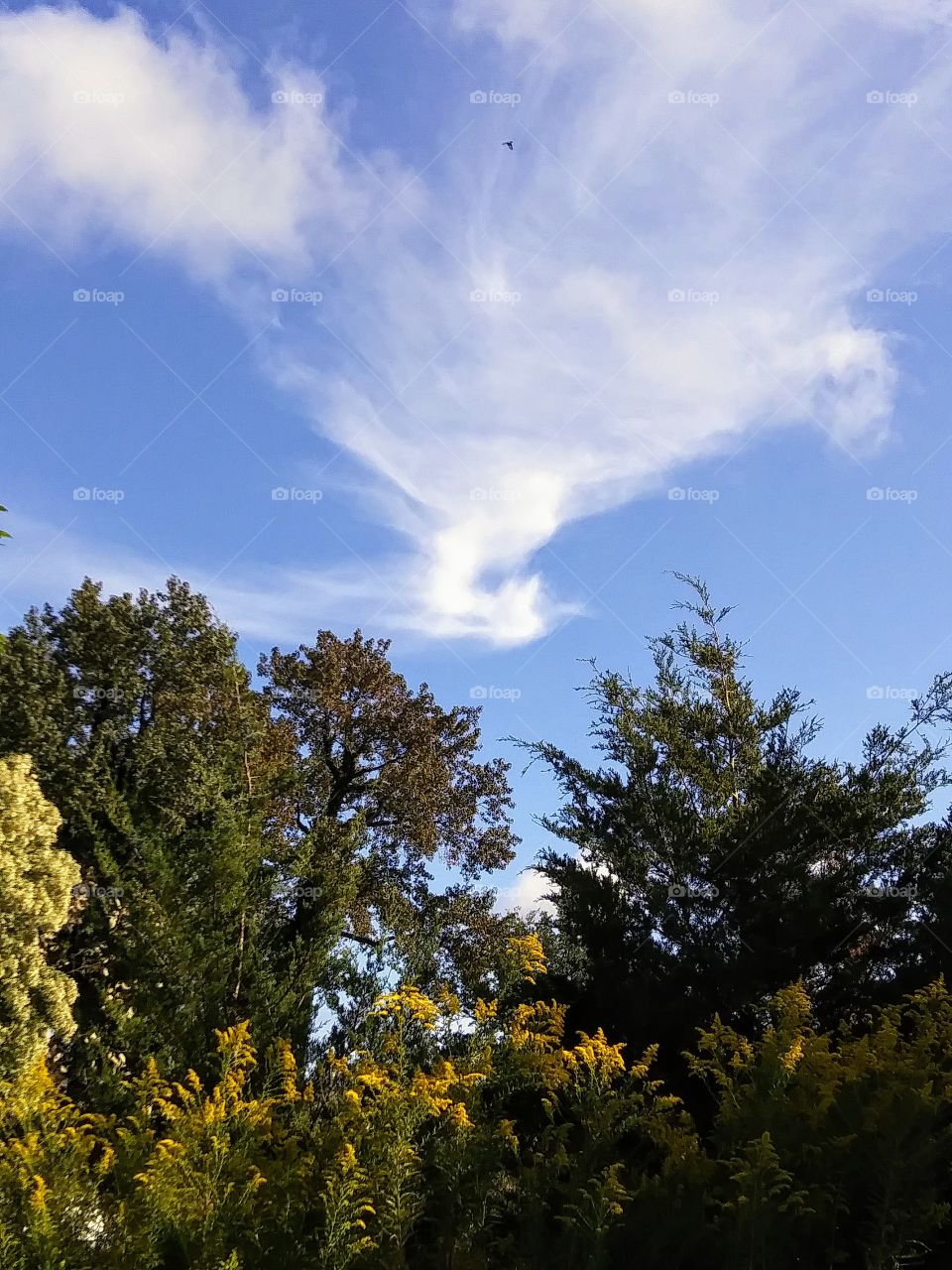 strange cloud over the trees