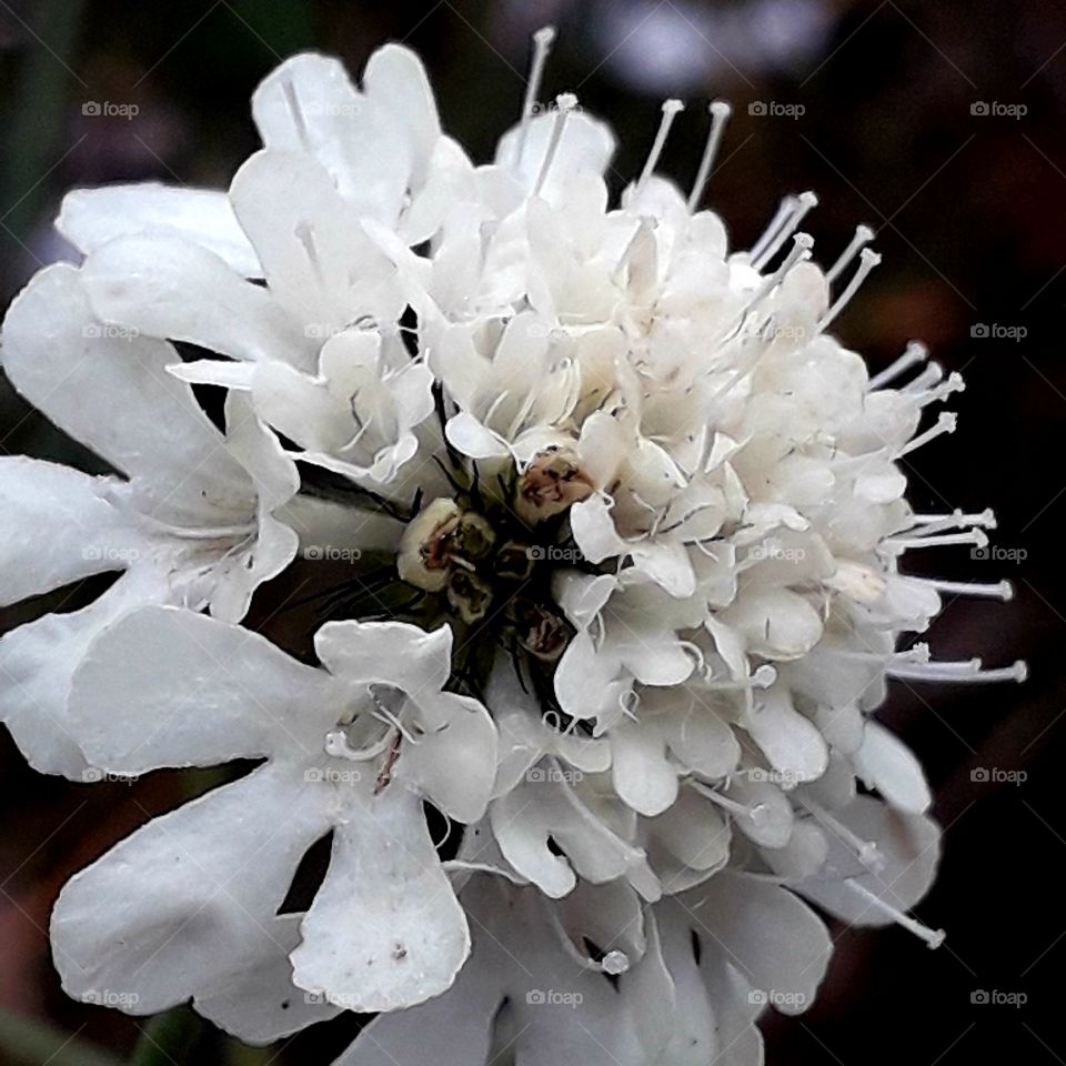 close-up of wild meadow flower